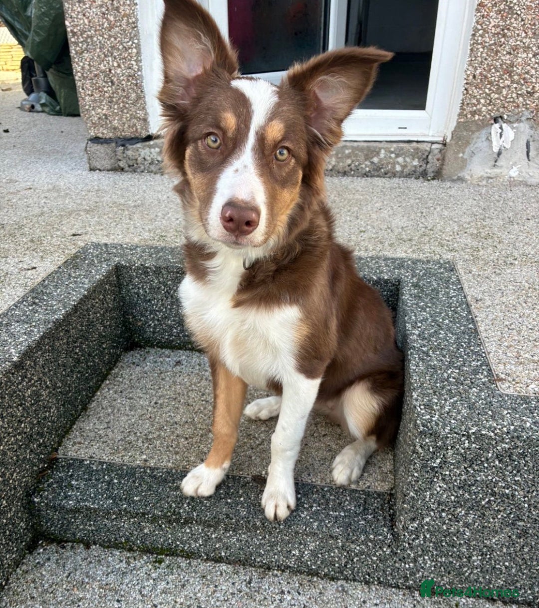 Border Collie dogs for sale: Border collie female Pup - Advert 1