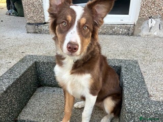 Border Collie dogs Border collie female Pup - Advert 1