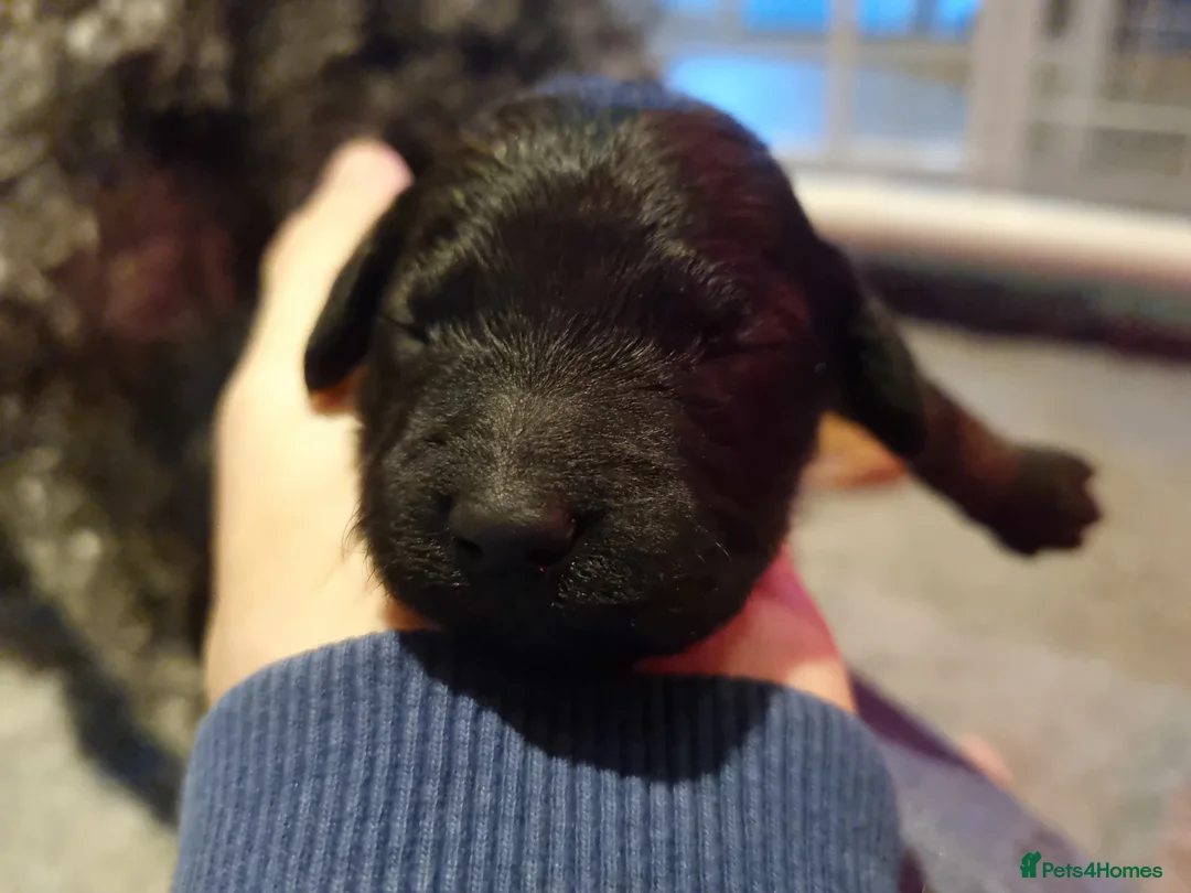 Cockapoo dogs for sale: Cockapoo puppies looking for their forever homes - Advert 32