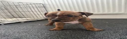 Staffordshire Bull Terrier dogs for sale: Staffordshire Bull Terrier Puppies - Advert 5