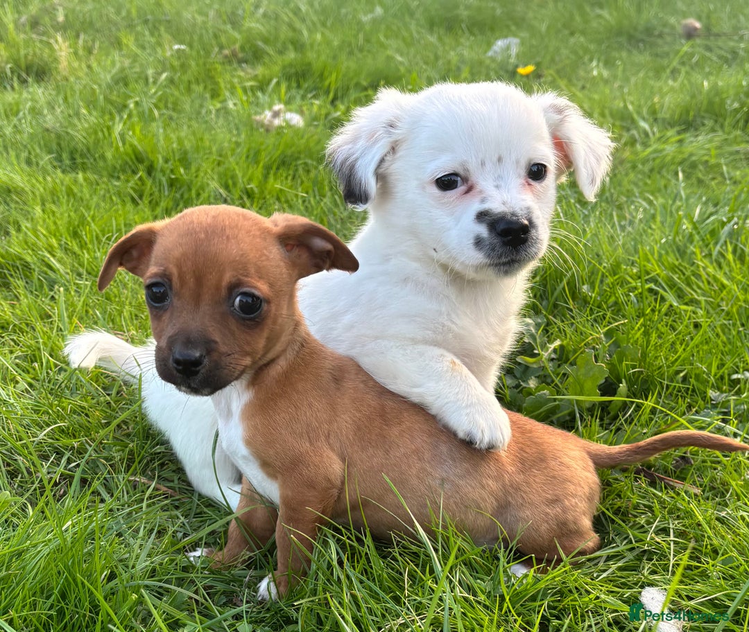 Jack Russell dogs for sale: Miniature Jack Russell’s  - Image 8