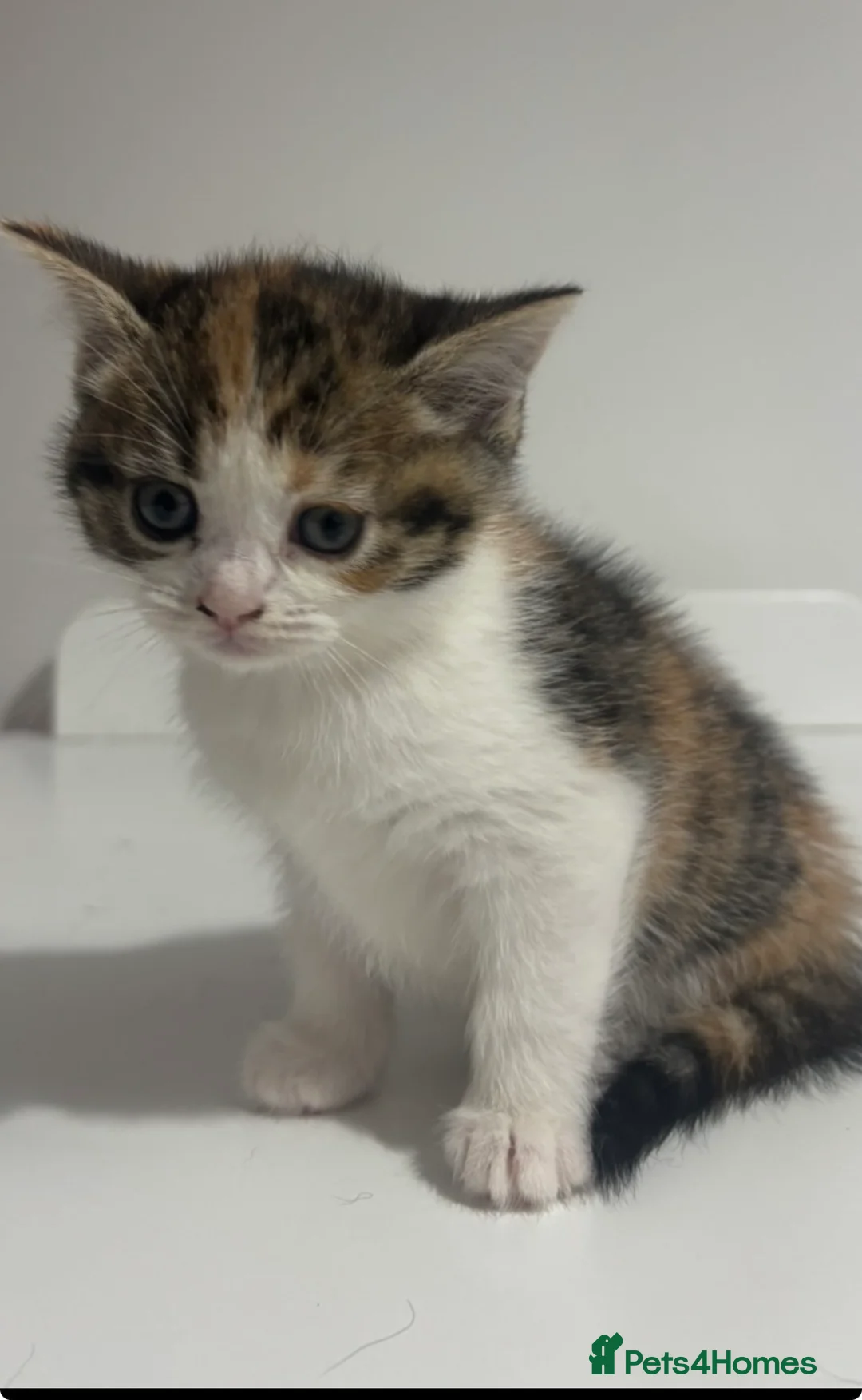 Scottish Fold cats for sale: Scottish fold straight and folded ears - Advert 5