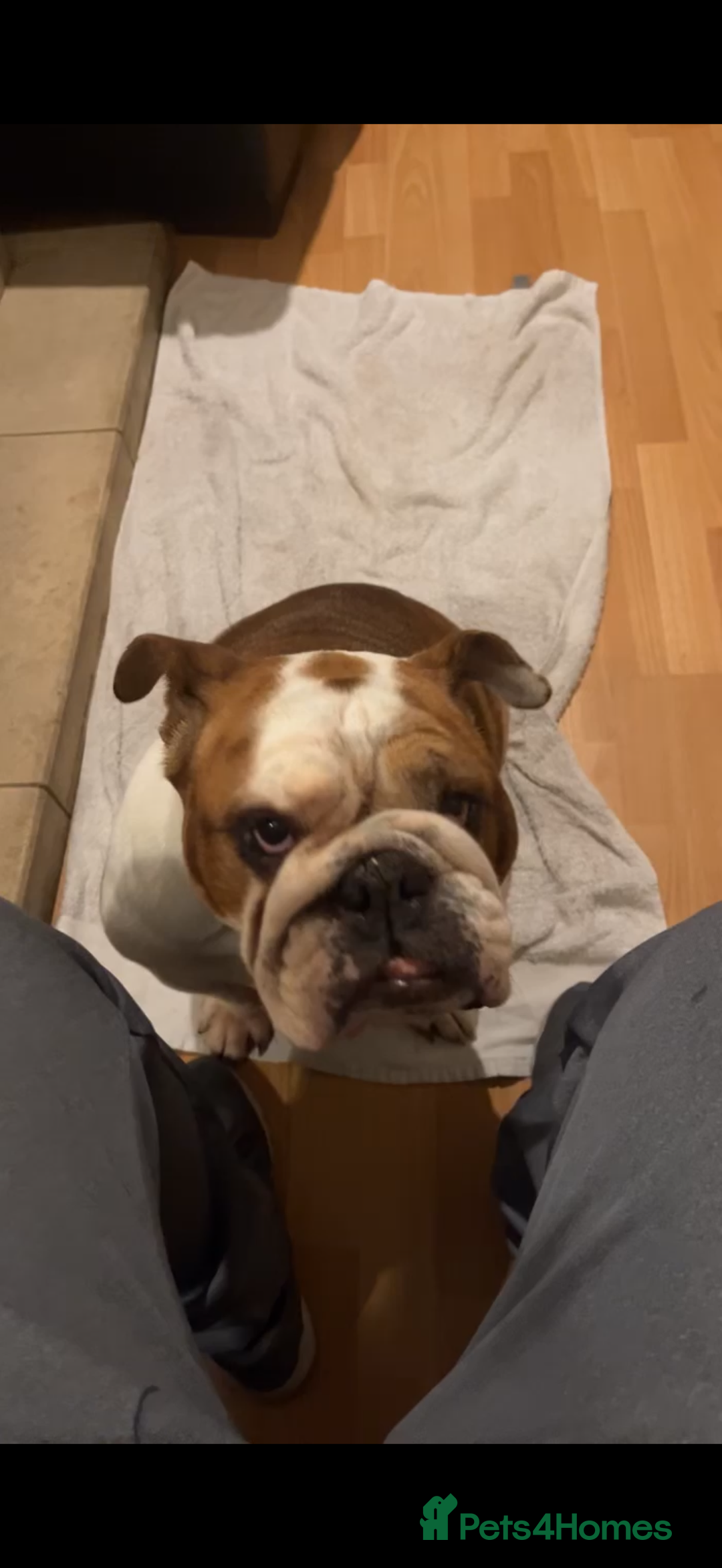 English Bulldog dogs for sale: British bull dog  - Advert 1