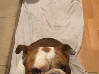 English Bulldog dogs British bull dog - Advert 1