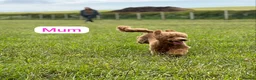 Cavapoo dogs for sale: F1 Red Cavapoo Puppies  - Advert 6