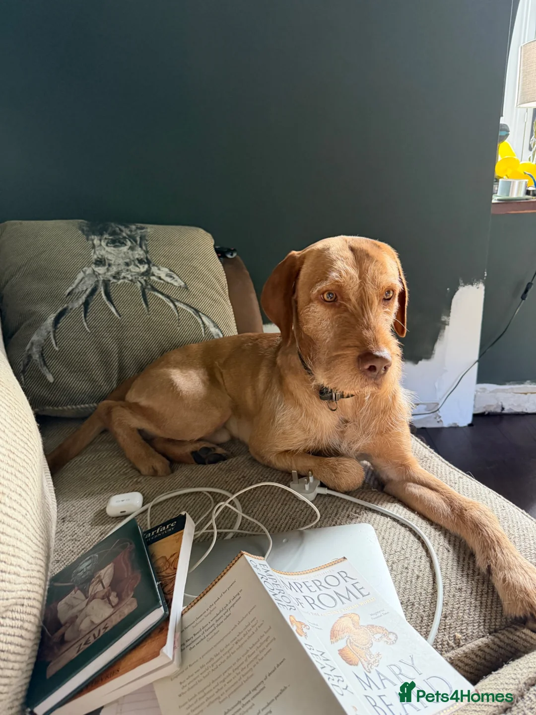 Mixed Breed dogs for sale: 4 year old male Vizslador (neutered) in Cockermouth - Advert 2