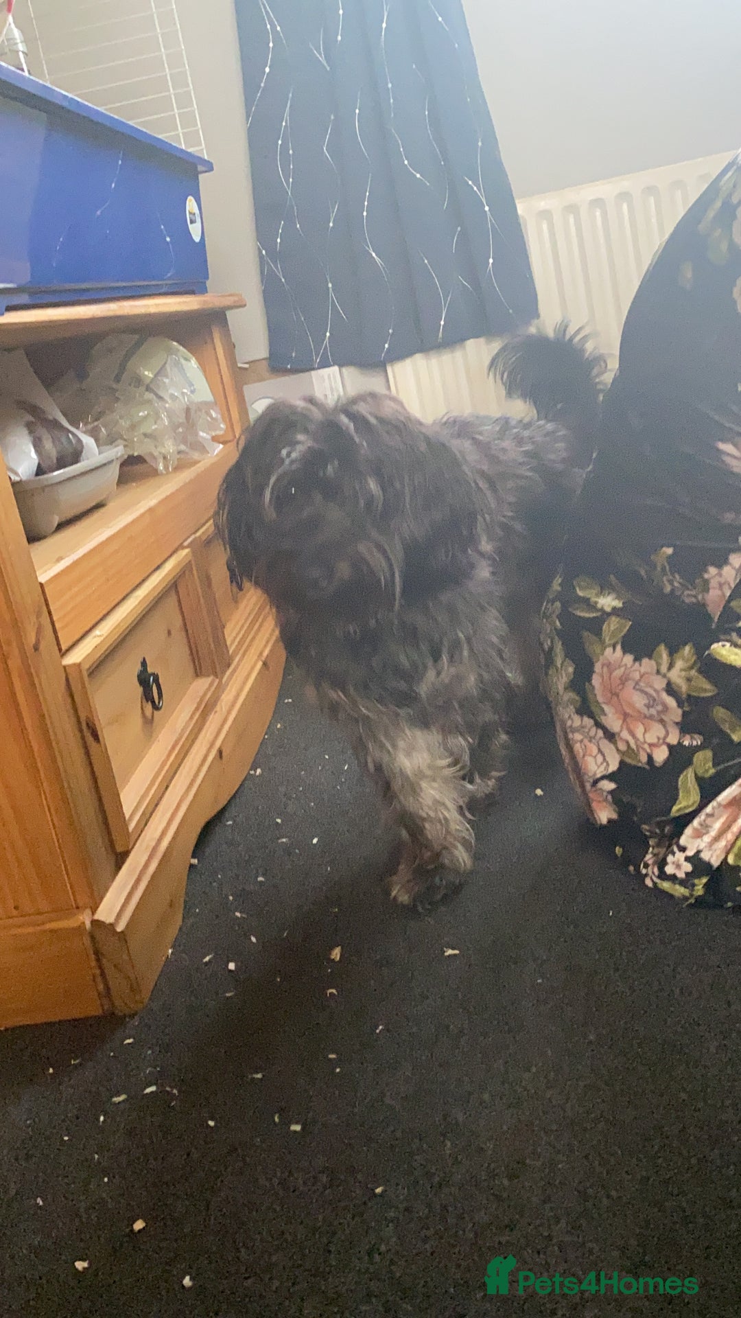 Cockapoo dogs for sale: 6 Year old Cockapoo for sale to a good home - Advert 2