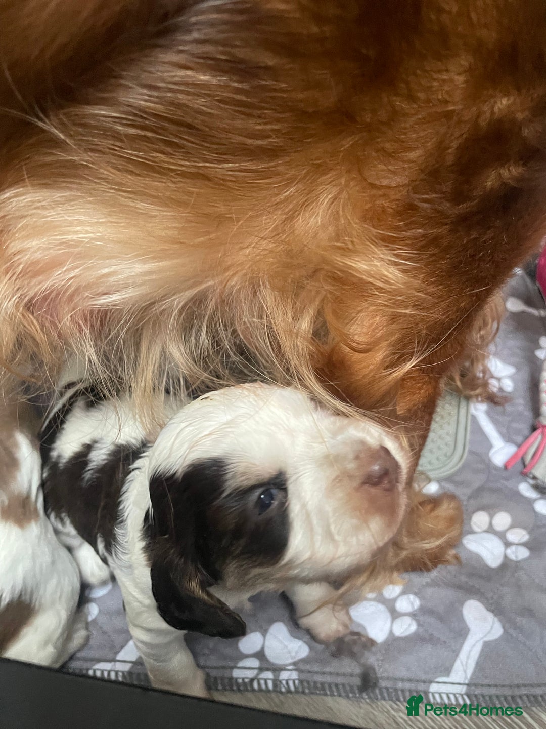 Cocker Spaniel dogs for sale: Beautiful health tested Cocker spaniel pups  - Advert 12