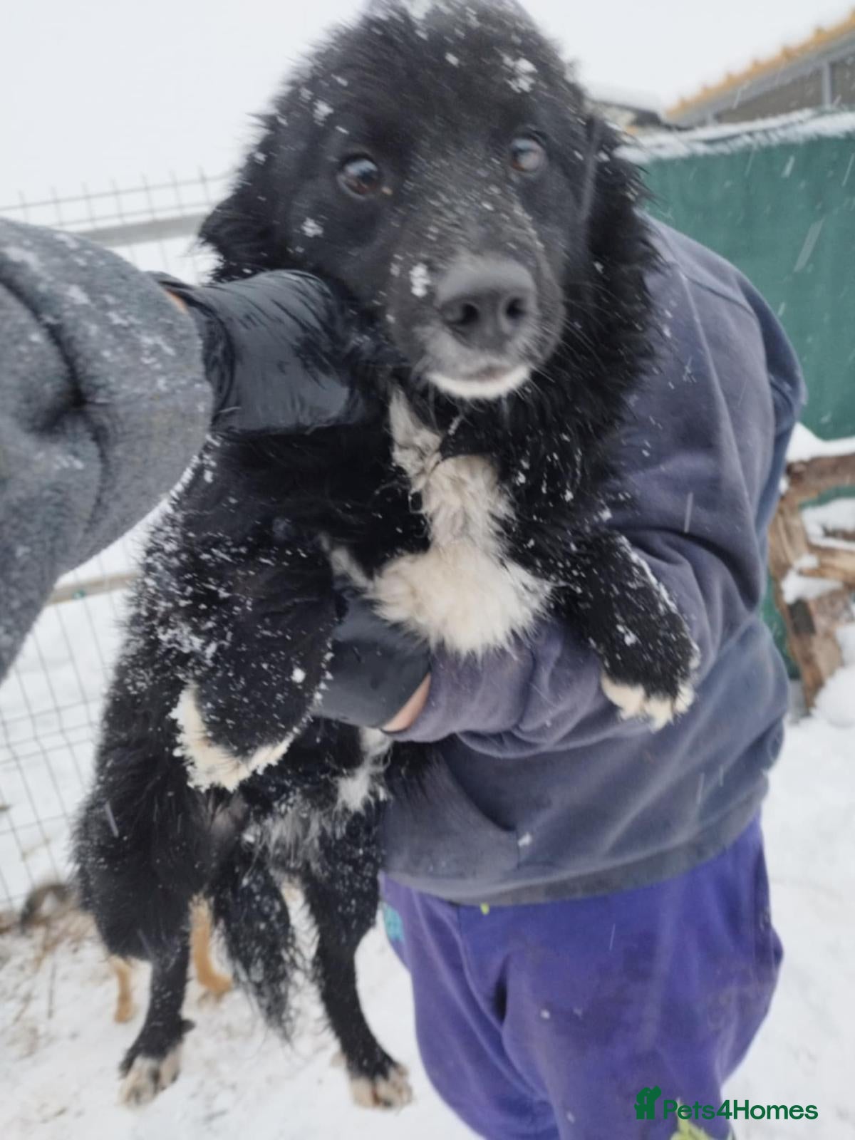 Mixed Breed dogs 🖤 Mark 🖤 -  a Superb young Boy for a Loving Home - Advert 1