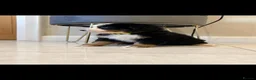 Bernese Mountain Dog dogs for sale: Kc reg bernese mountain pup's  - Advert 3