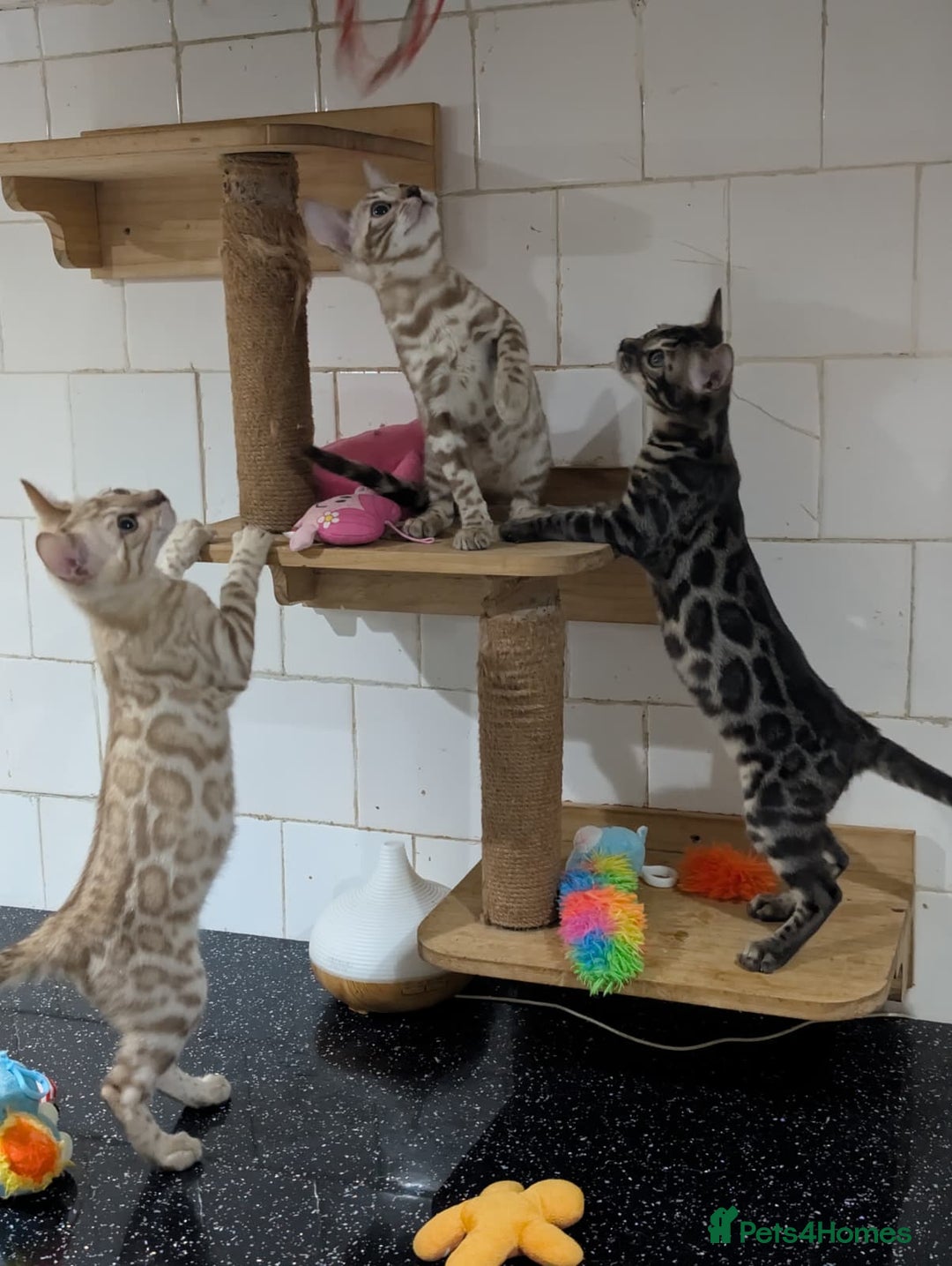 Bengal cats for sale: 🔥✨Pedigree TICA-Registered Bengals - Advert 3