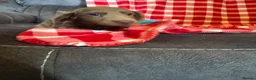Miniature Dachshund dogs for sale: Minature long haired dachshund puppy  - Advert 4