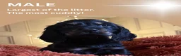 Cocker Spaniel dogs for sale: Beautiful cocker spaniel pups for loving homes  - Advert 9