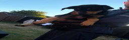 Rottweiler dogs for sale: Rottweiler puppies still available  - Advert 10