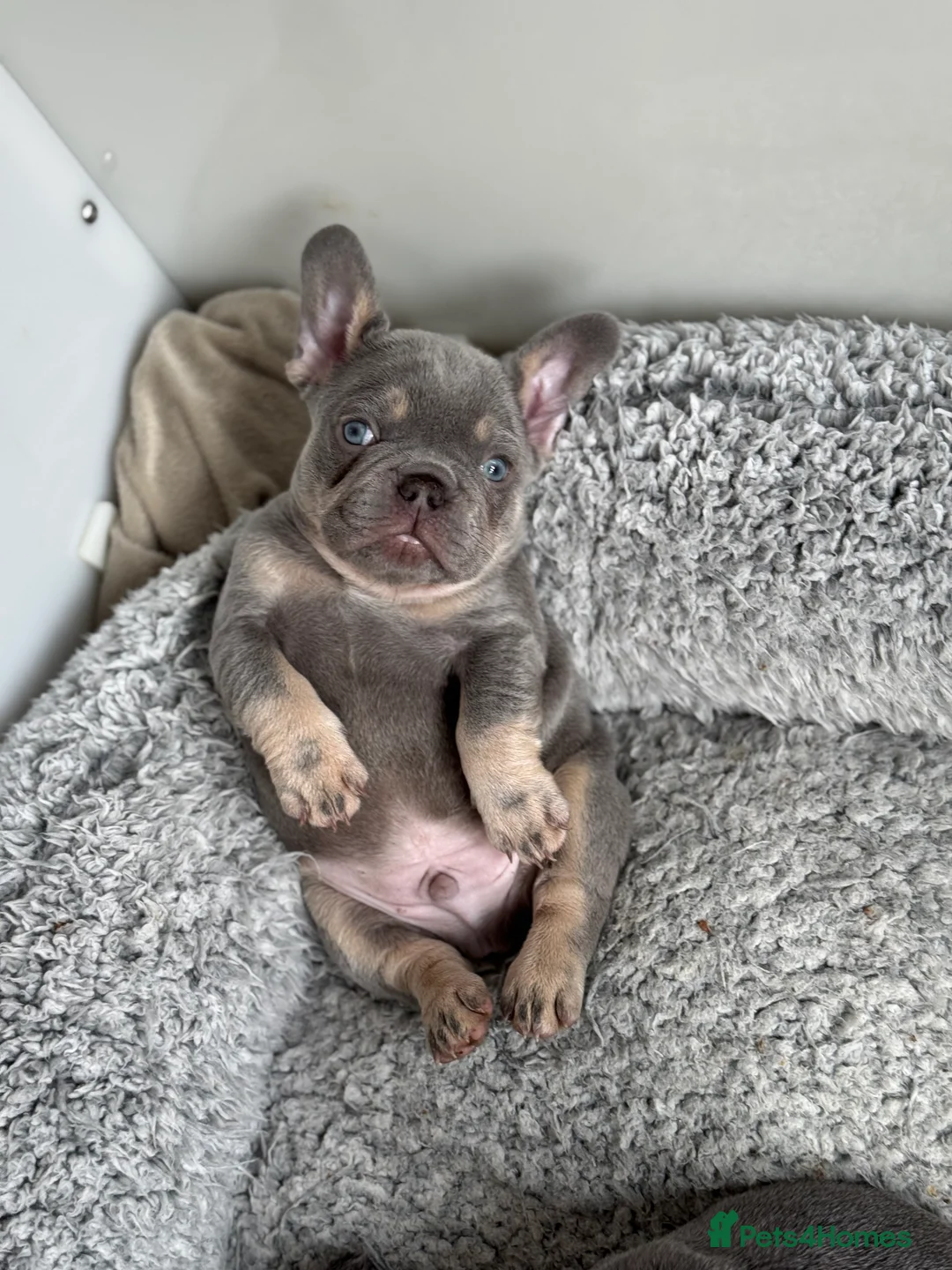 French Bulldog dogs for stud: L4 FLUFFY STUD - LILAC & TAN in Consett - Advert 2