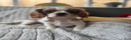 Cavalier King Charles Spaniel dogs for sale: 2 Blenheim cavalier King Charles spaniel boys  - Advert 34