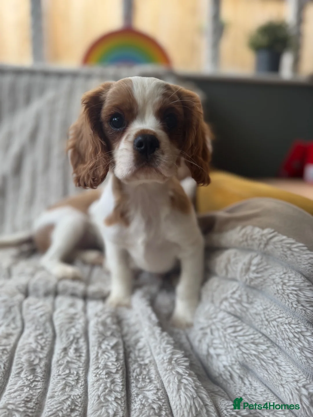 Cavalier King Charles Spaniel dogs for sale: 2 Blenheim cavalier King Charles spaniel boys  - Advert 34