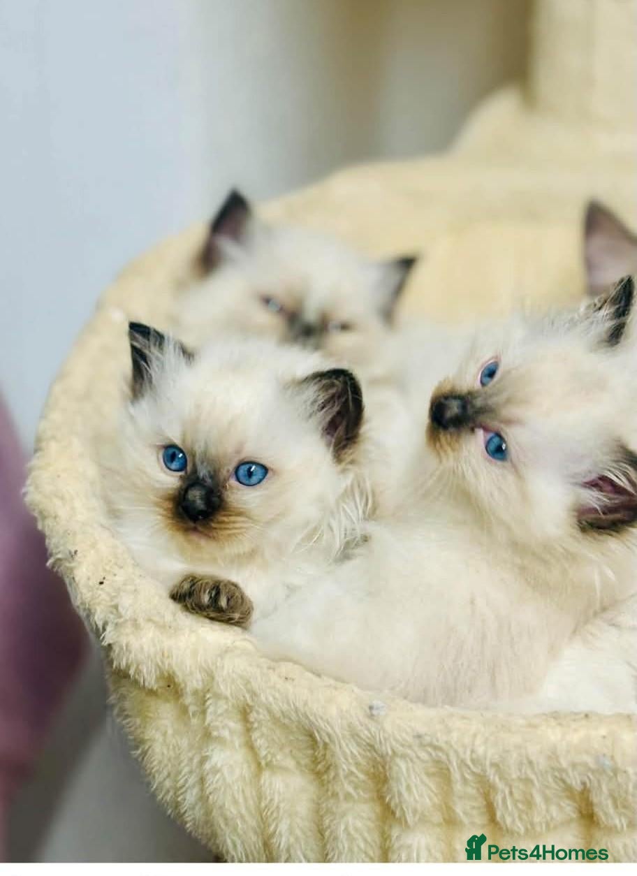 Ragdoll cats for sale: Gorgeous fluffy ragdoll kittens - Advert 11
