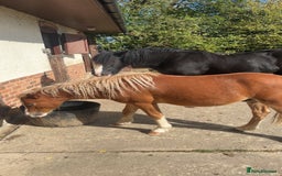 Welsh Section A horses for sale: Teddy 18 month sec a  - Image 8