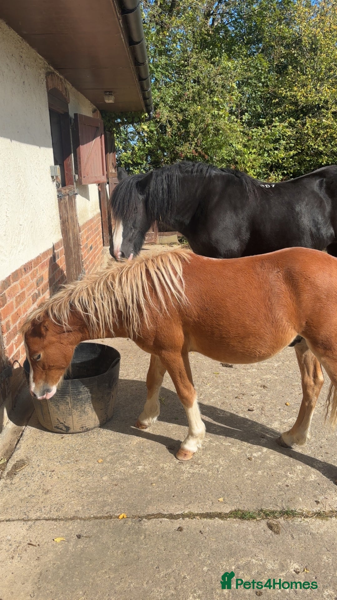 Welsh Section A horses for sale: Teddy 18 month sec a  - Image 8