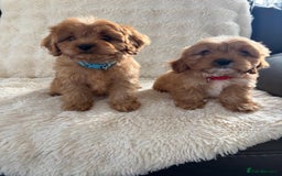 Cavapoo dogs for sale: *red cavapoos one boy left* - Image 4