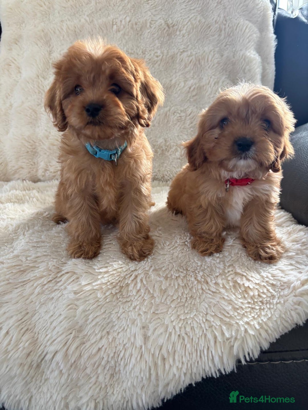 Cavapoo dogs for sale: *red cavapoos one boy left* - Image 4
