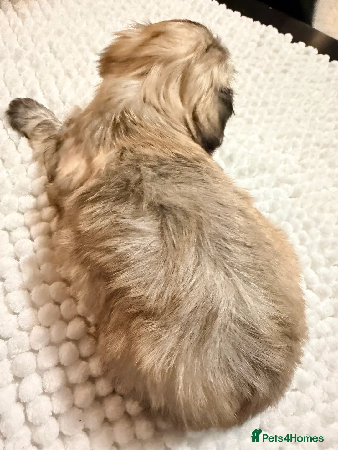 Mixed Breed dogs for sale: Fluffy Malchi puppies  - Advert 10