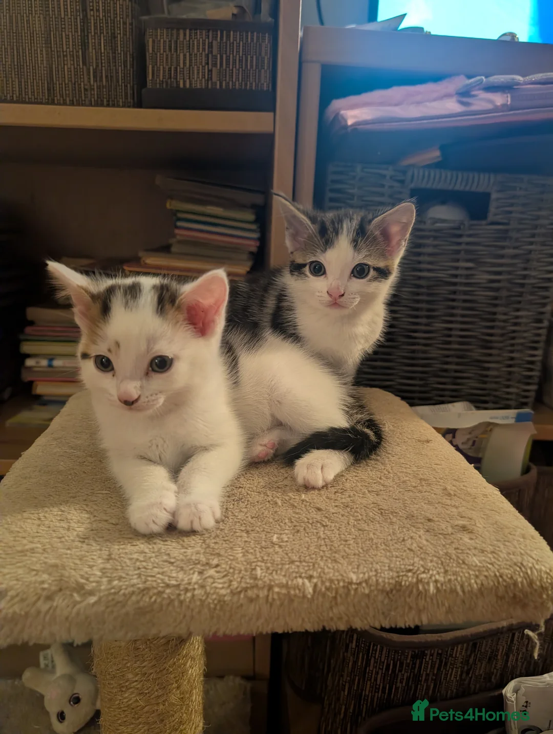 Mixed Breed cats for sale: Beautiful kittens  in Southampton - Advert 34