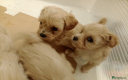 Maltipoo dogs for sale: Maltipoo  - Image 7