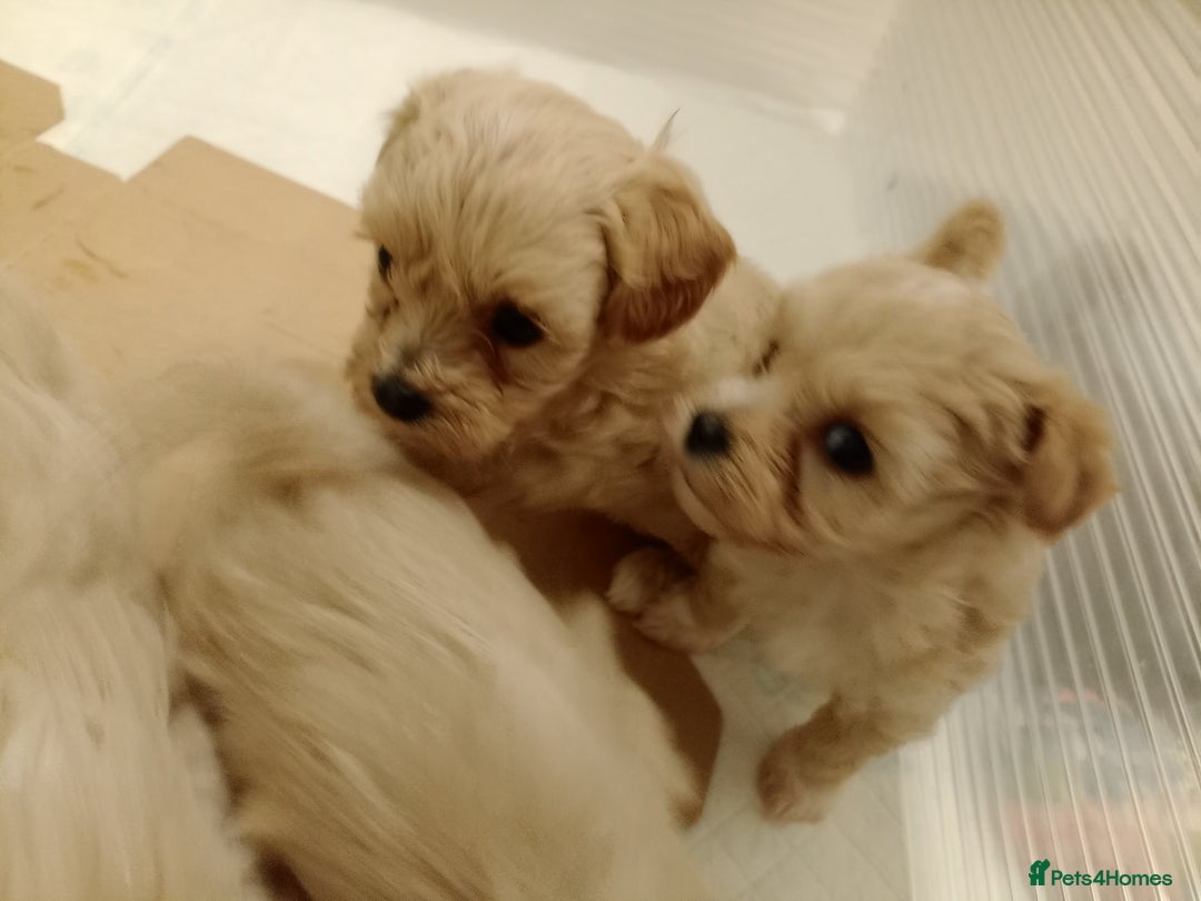 Maltipoo dogs for sale: Maltipoo  - Image 7