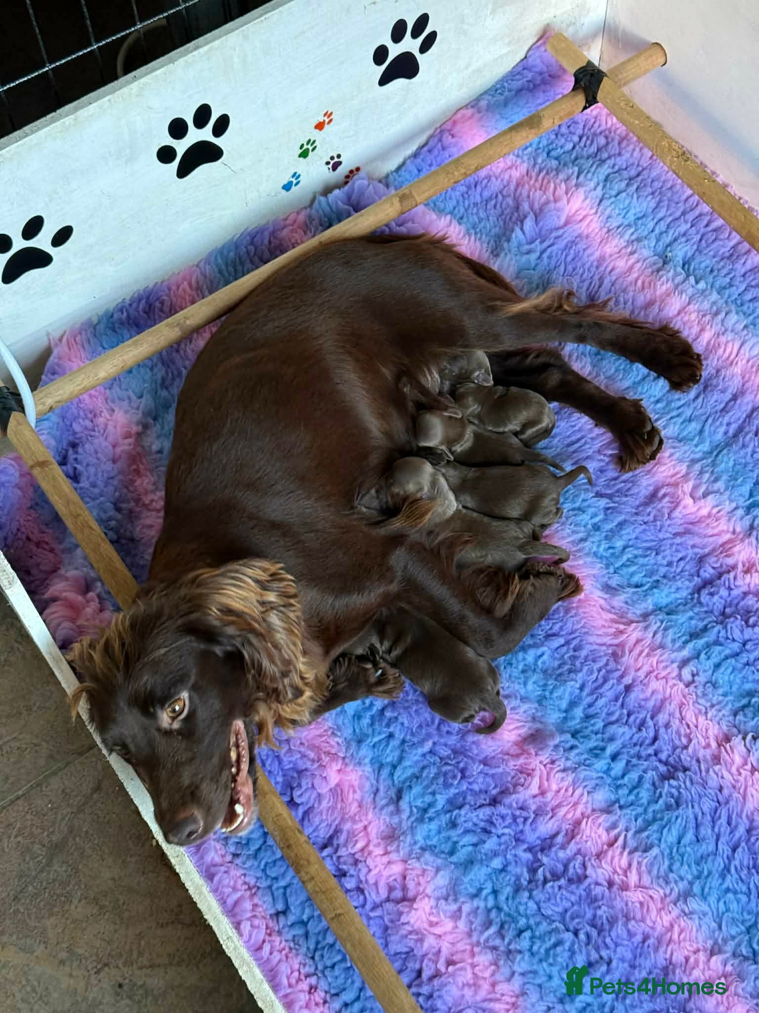 Cockapoo dogs Cockerpoo Puppies - Advert 6