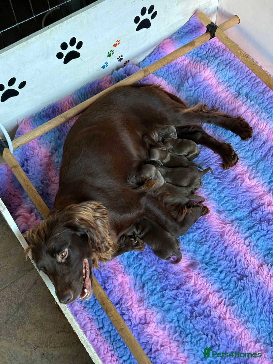 Cockapoo dogs for sale: Cockerpoo Puppies - Advert 1