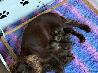 Cockapoo dogs Cockerpoo Puppies - Advert 6