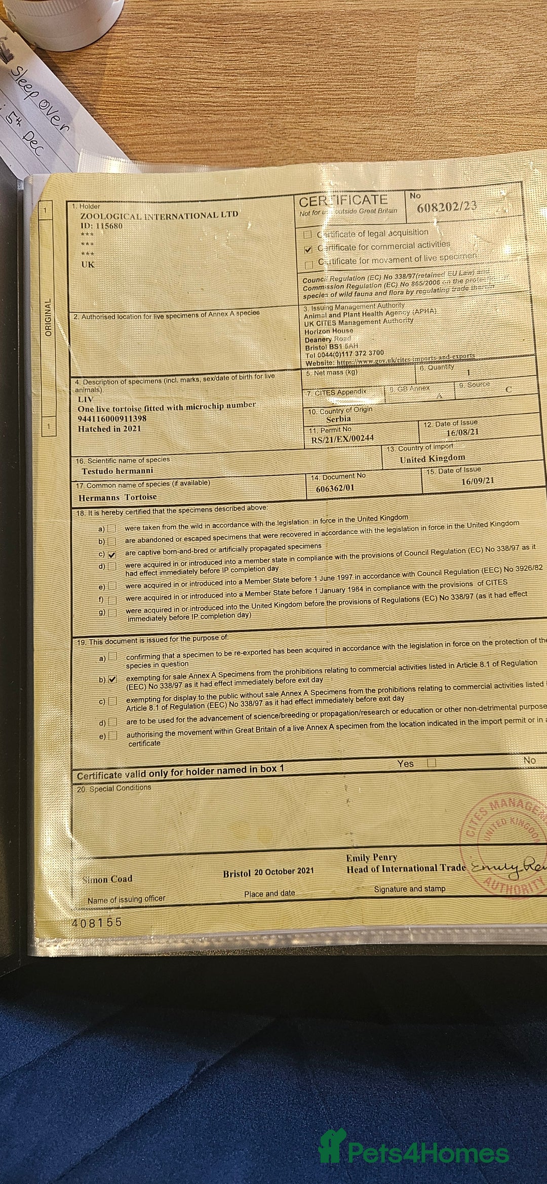 Tortoise reptiles for sale: 4YO (f) hermann & 3YO (f) spur tighed tortoise  - Image 10