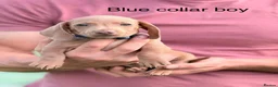 Miniature Dachshund dogs for sale: Gorgeous miniature dachshund boys ready to go  - Advert 6
