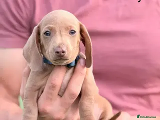 Miniature Dachshund dogs Gorgeous miniature dachshund boys ready to go - Advert 5