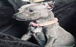 Staffordshire Bull Terrier dogs for sale: Blue Staffordshire bull terrier puppies  - Image 6