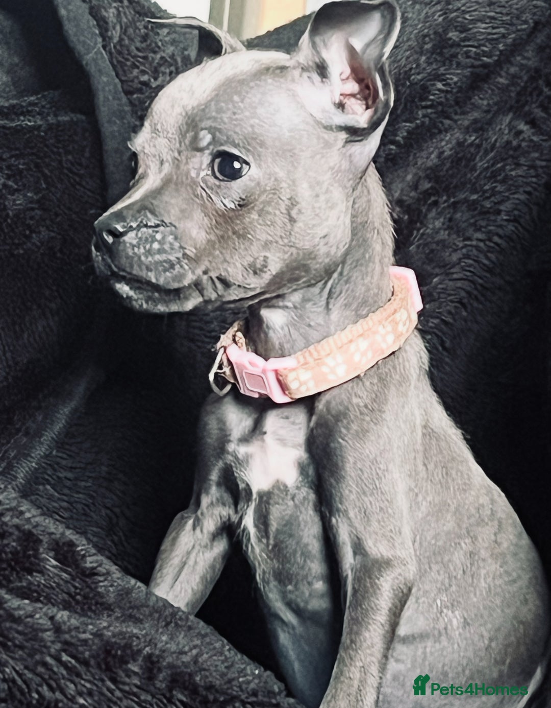 Staffordshire Bull Terrier dogs for sale: Blue Staffordshire bull terrier puppies  - Image 6