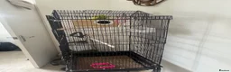 Budgerigars birds for sale: Pair of Budgies for Sale with Cage in Halifax - Advert 11