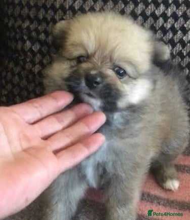 Pomeranian dogs Miniature Pomeranian puppies  - Advert 1
