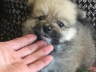 Pomeranian dogs Miniature Pomeranian puppies - Advert 1