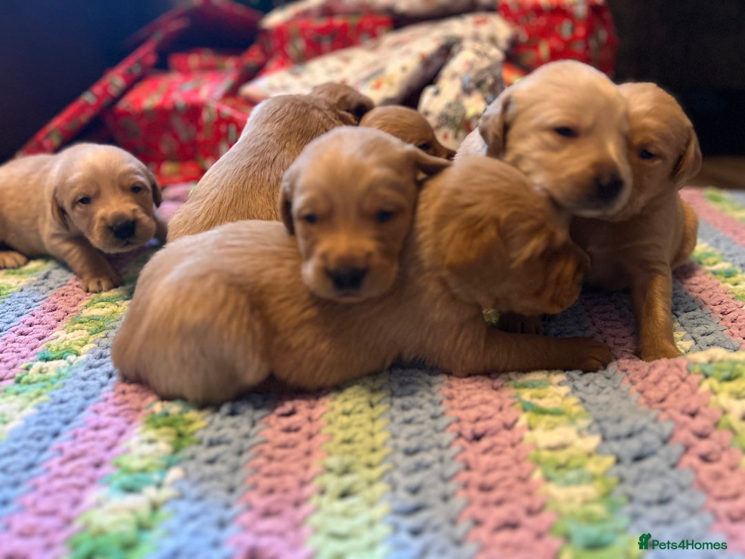 Labrador Retriever dogs for sale: Fox Red Labrador Puppies - Advert 7