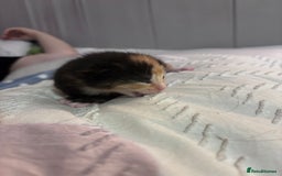 British Shorthair cats for sale: 2 Kittens left for sale! - Image 6