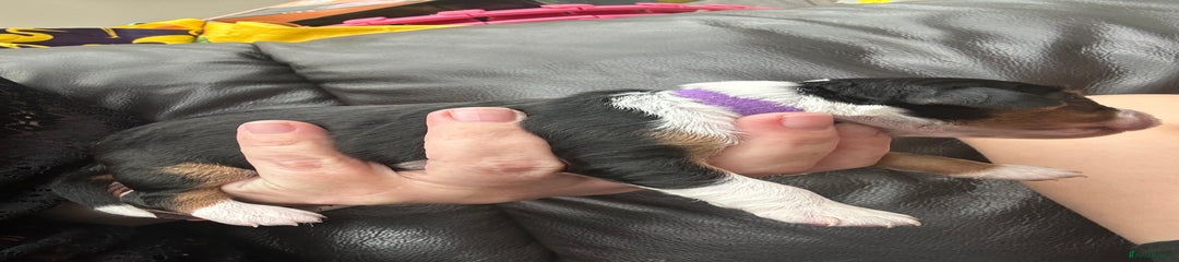 Purple boy 