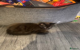 Maine Coon cats for sale: Beautiful male Maine coon cross  - Image 1