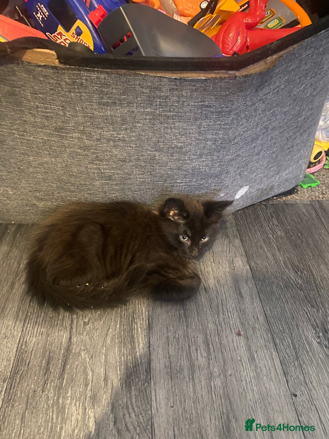 Maine Coon cats for sale: Beautiful male Maine coon cross  - Image 1