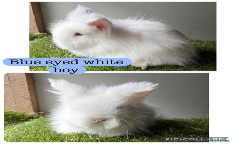 Lionhead rabbits - Advert 2
