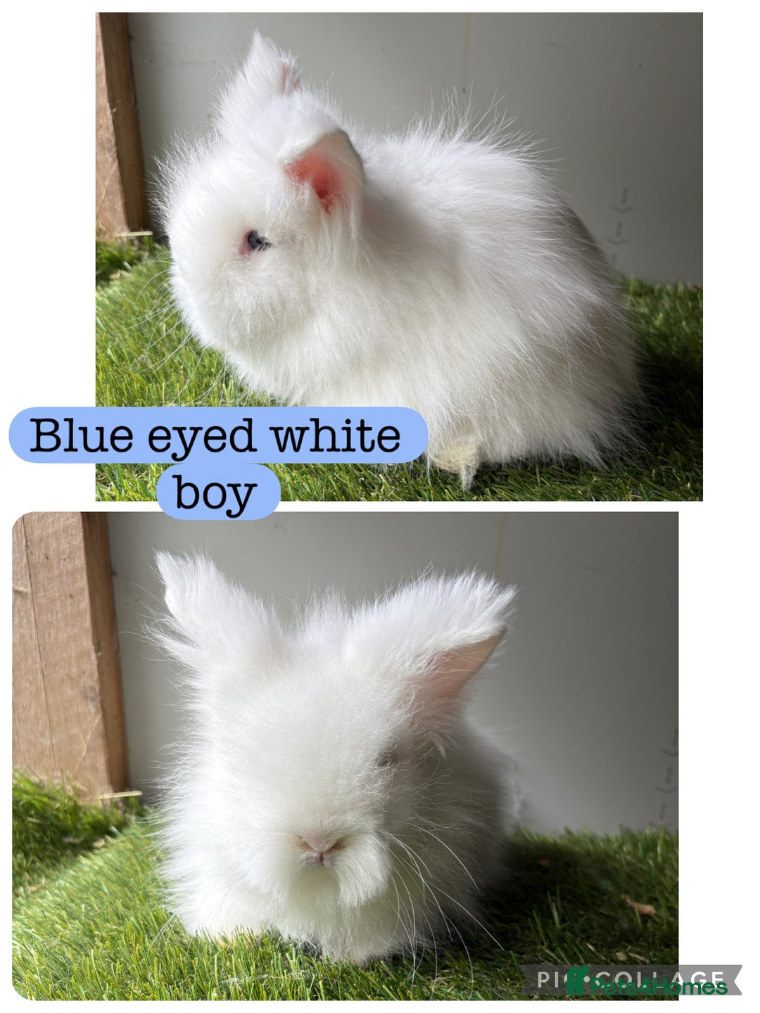 Lionhead rabbits for sale: Stunning double mained lionheads ready now  - Image 2