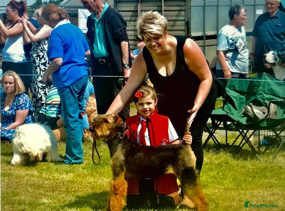 Airedale Terrier dogs for sale: Kc Airedale Terrier  - Advert 5