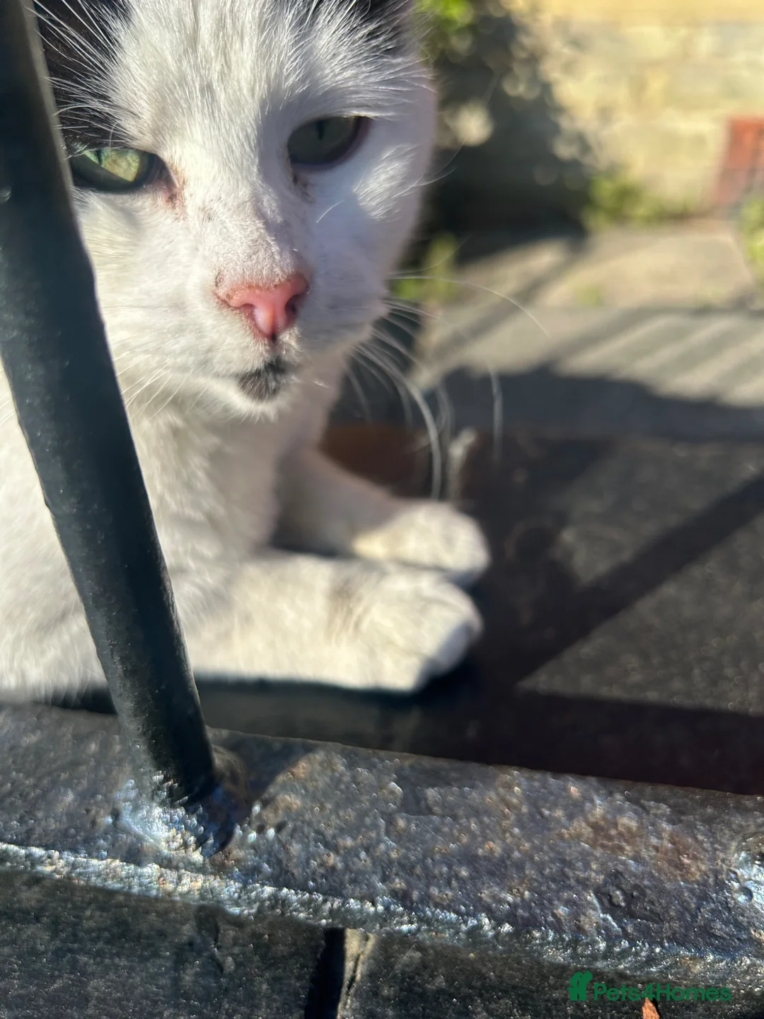 Domestic Shorthair cats for sale: DOMESTIC SHORTHAIR FOR SALE - Advert 1